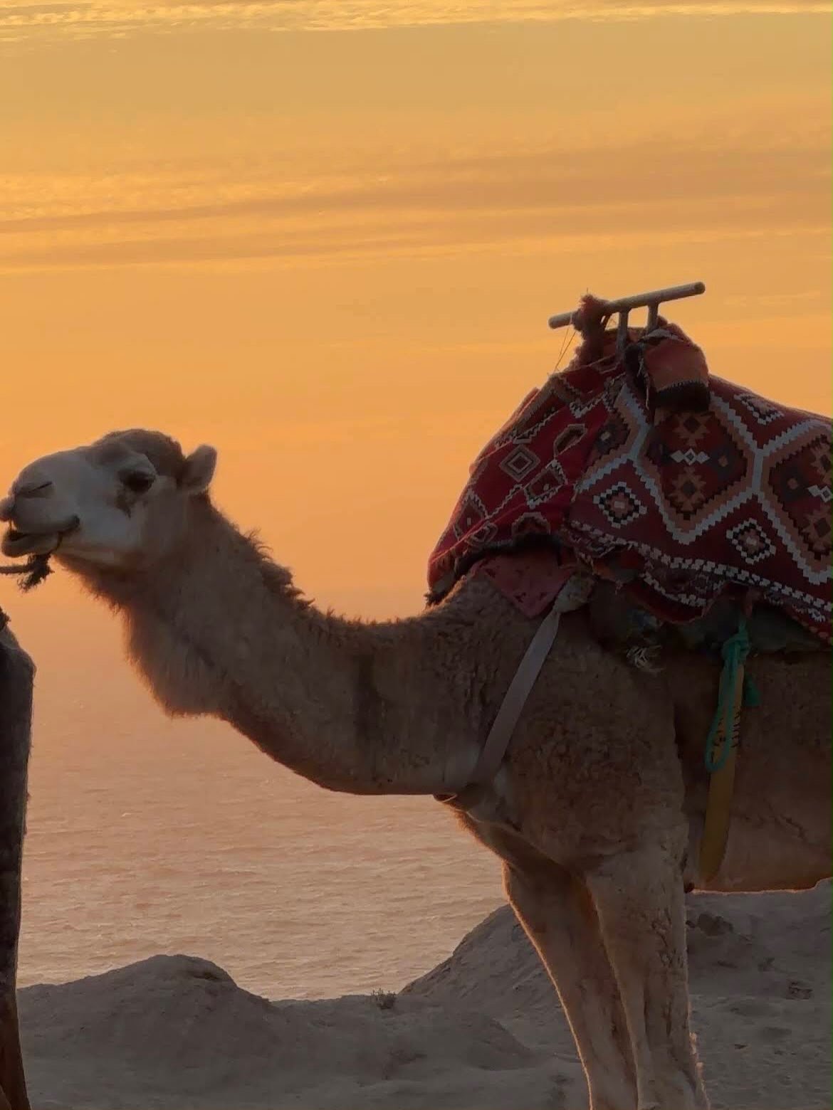 Camel with a traditional saddle at sunset over the ocean
